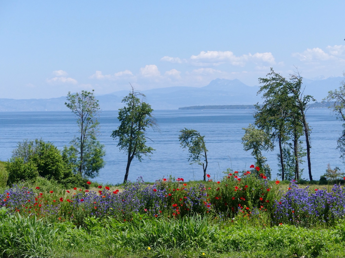 La rive du lac Léman à Excenevex